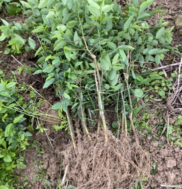[树仔菜批发]野菜特菜 树仔菜苗五指山野菜天绿香甜菜苗泰国枸杞越南
