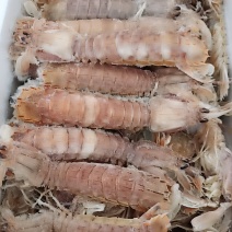 熟冻皮皮虾产自黄勃海肉多壳薄