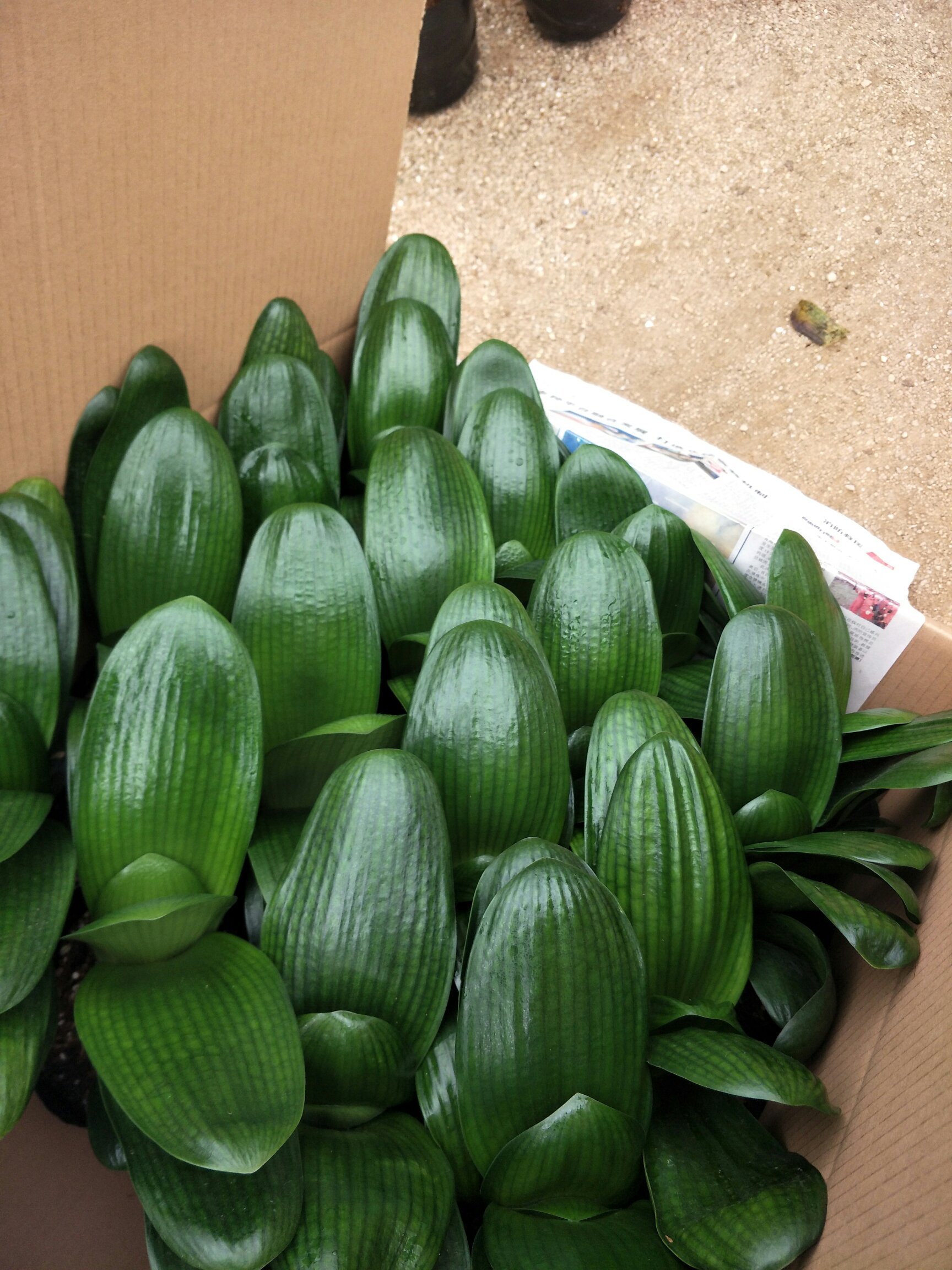 [君子兰批发]君子兰,支持视频看货,质量有保障龙岩永福基地直销!