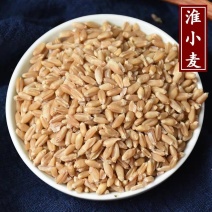 淮小麦颗粒饱满淮小麦无杂质无硫品质保证产地直销