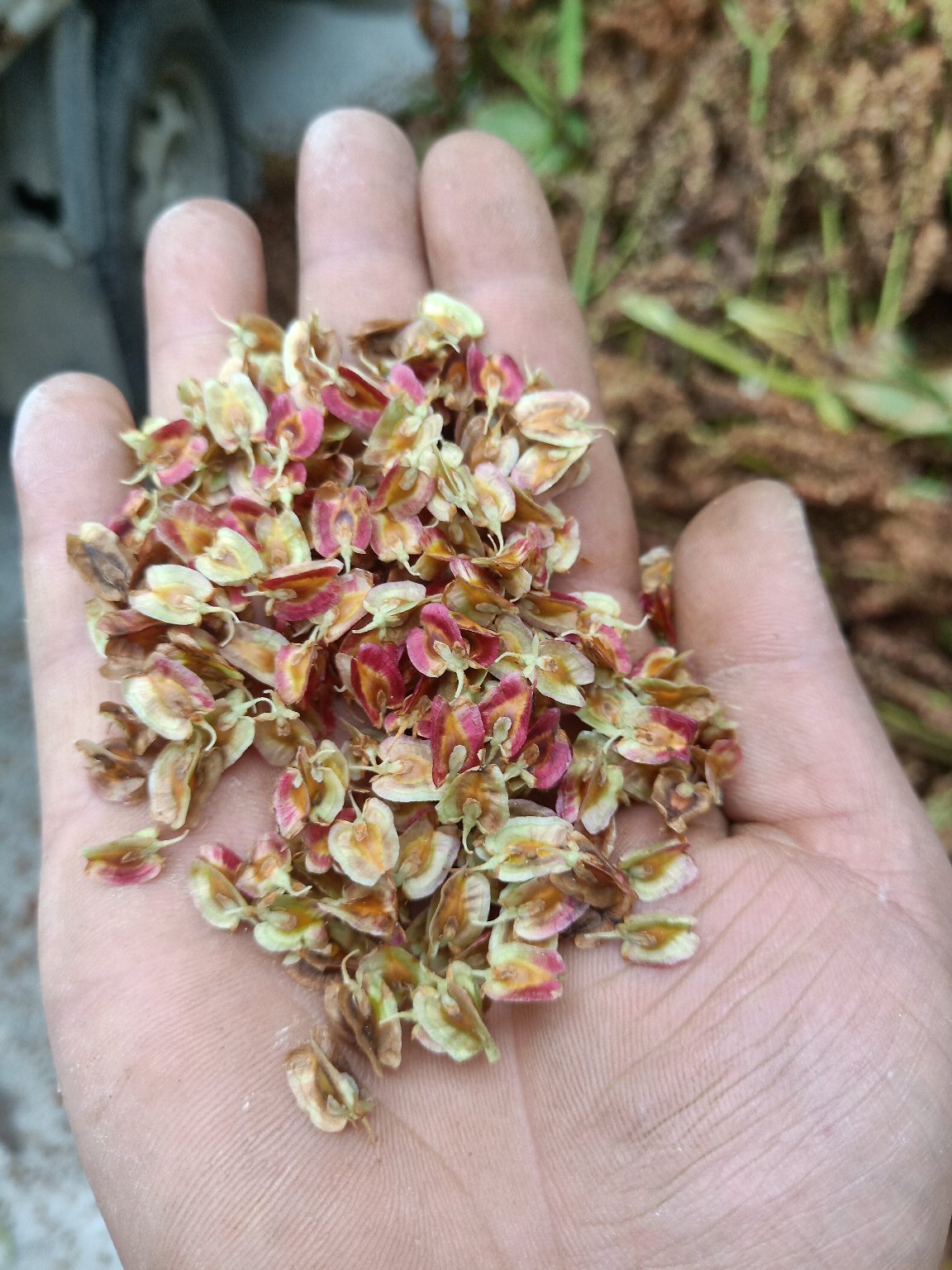 大黄种子正宗马蹄大黄种子湖北恩施利川产地直销