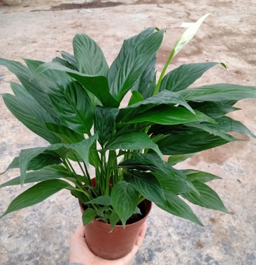 精品a级美酒白掌 批发绿植花卉小盆栽 带盆发物流运费到付