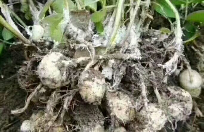 生物菌剂施用现场图 生物菌剂施用现场图
