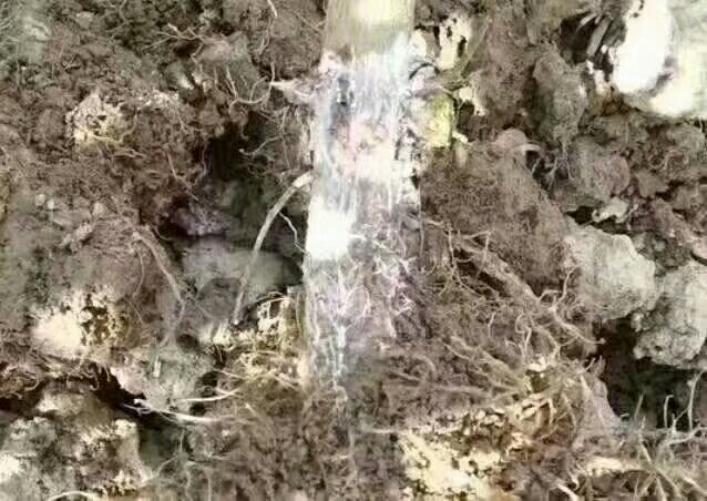 草铵膦分子结构与土壤降解路径示意图