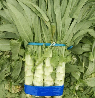 新都桥镇5306210上市时间1月上旬 - 12月下旬产品品种莴苣-莴笋