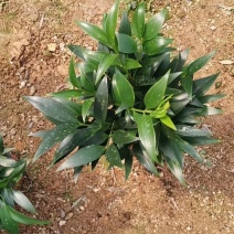 长寿竹竹柏盆栽绿植四季常青驱蚊驱虫