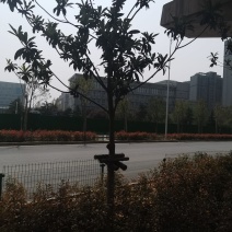 河南潢川枇杷树