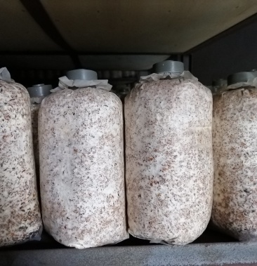 天麻棉籽壳萌发菌种(石斛小菇)