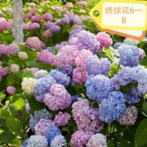 八仙花绣球花八仙花杯苗八仙花地苗基地直销