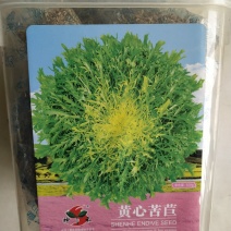 苦苣菜种子，四季播花叶苦菊种子黄心品种种子