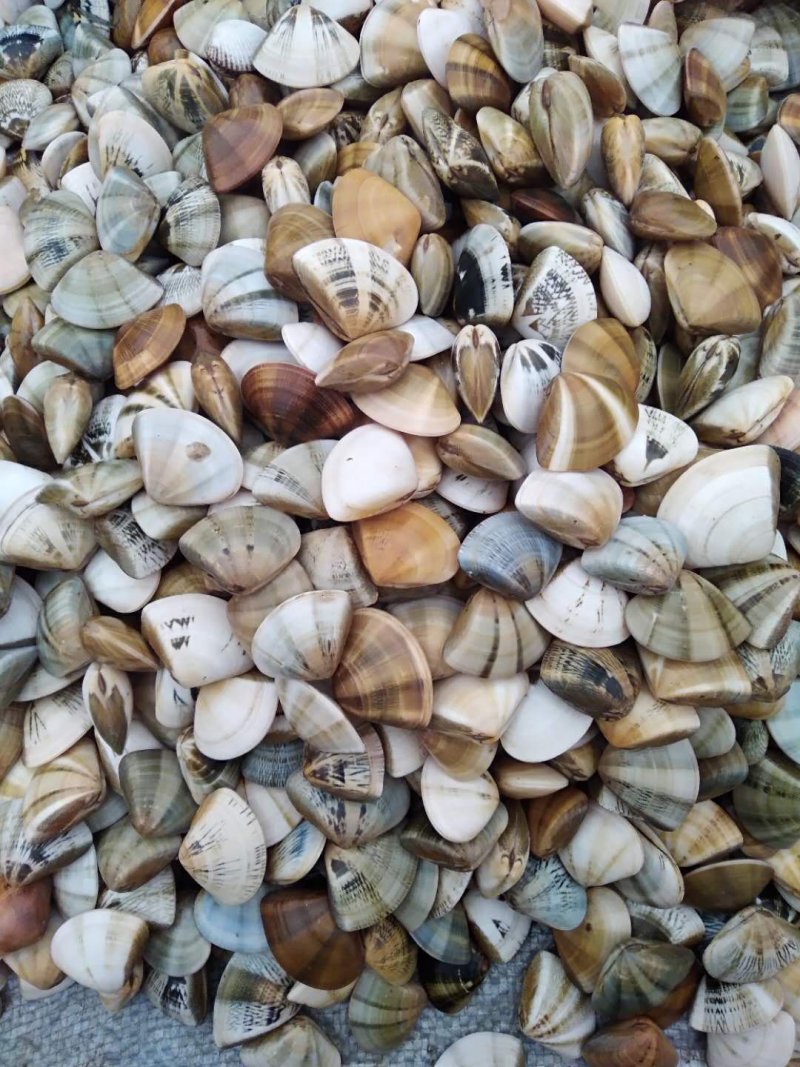 广西七彩贝大量有货规格齐全货源充足欢迎批发