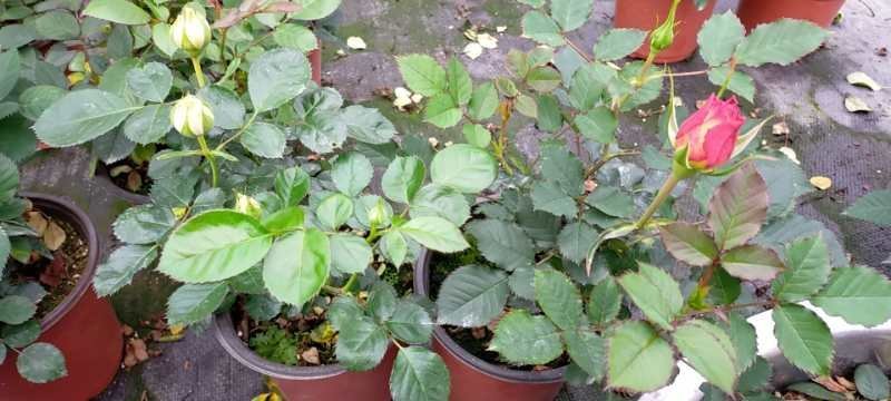 月季花树苗多少钱一棵