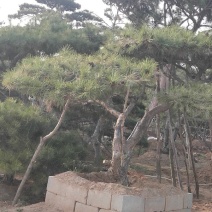 造型松