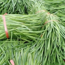 万亩蔬菜基地