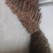 大量新鲜桂皮