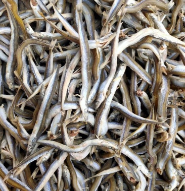 优质银针鱼,产地直销质优价廉批发各种规格
