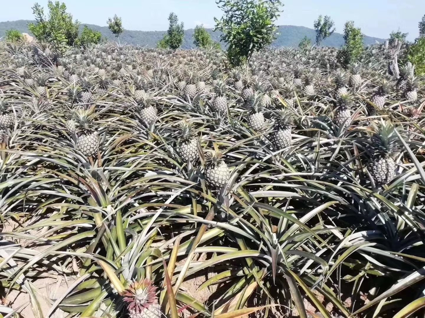 菠萝田间种植场景