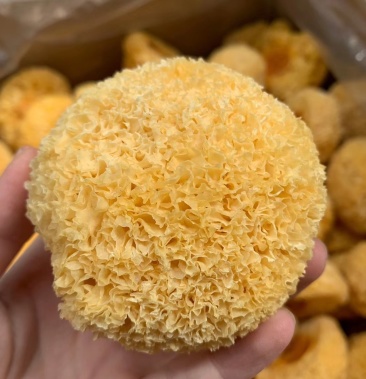 [银耳批发]密花银耳球 丑耳 金耳黄雪耳价格23.00元/斤 - 一亩田