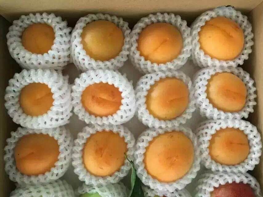 阳高杏产品展示图