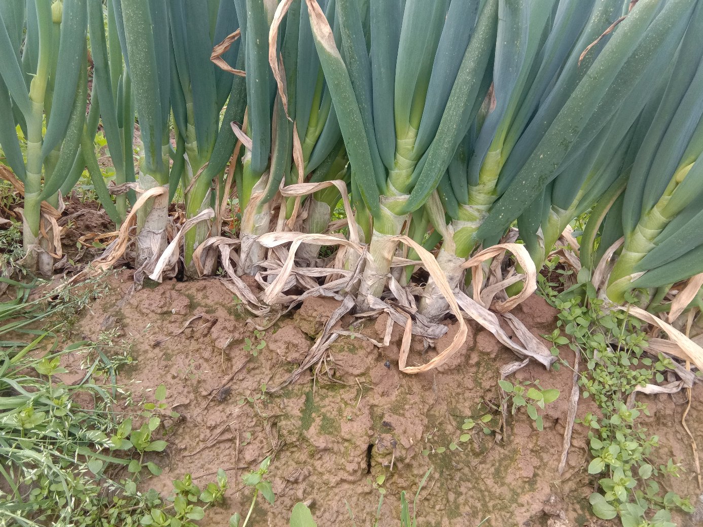 广袤的戈壁农田中,大葱呈双行种植,黑色滴灌带铺设于植株根部下方,行间覆盖银灰色反光地膜,农民正在进行最后一次培土作业,远处可见自动化灌溉控制系统,天空晴朗,光照充足 西北地区大葱膜下滴灌与培土一体化种植模式