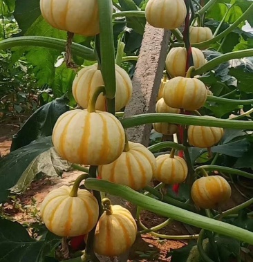 大量现货太阳果小南瓜橘瓜常年供应各大酒店各大加工厂