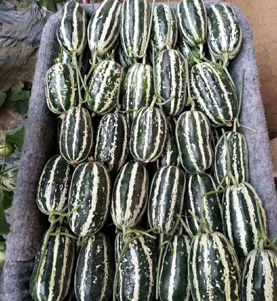 [博洋甜瓜批发]乐亭博洋系列甜瓜,博洋9,博洋91,滞销没车拉价格5.