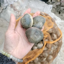 美贝