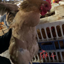找禽网麻4项麻5项一级