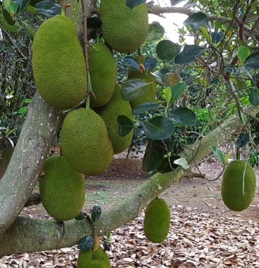 马来1号本地菠萝蜜香甜浓郁