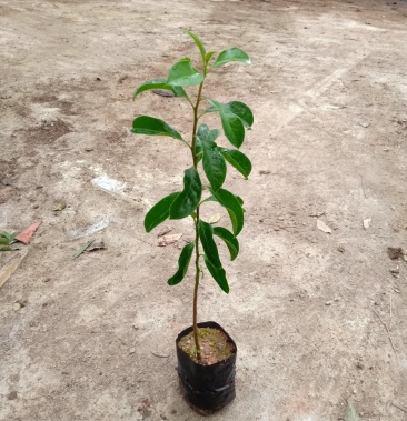 基地直销铁冬青苗 万紫千红小苗 庭院观赏树