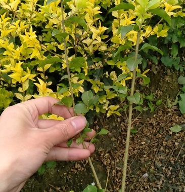 女贞苗金禾女贞小苗四川货源基地直销