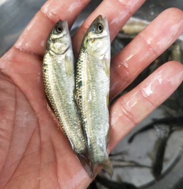 青鱼苗基地直供提供技术指导成活率高量大从优