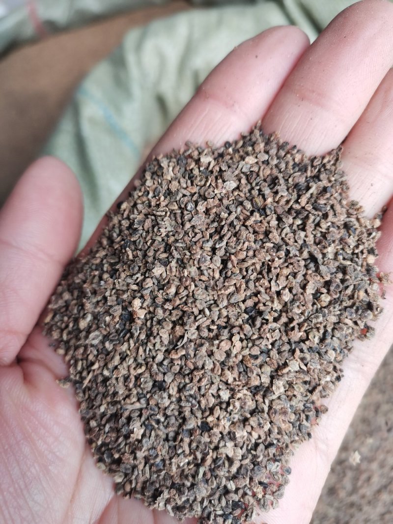 地肤子药用无硫熏干净无杂一公斤起发货