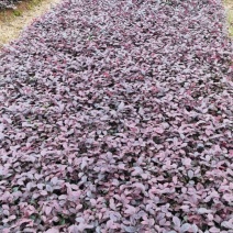 红继木苗红继木扦插小苗广西桂林产地直销包邮免运费