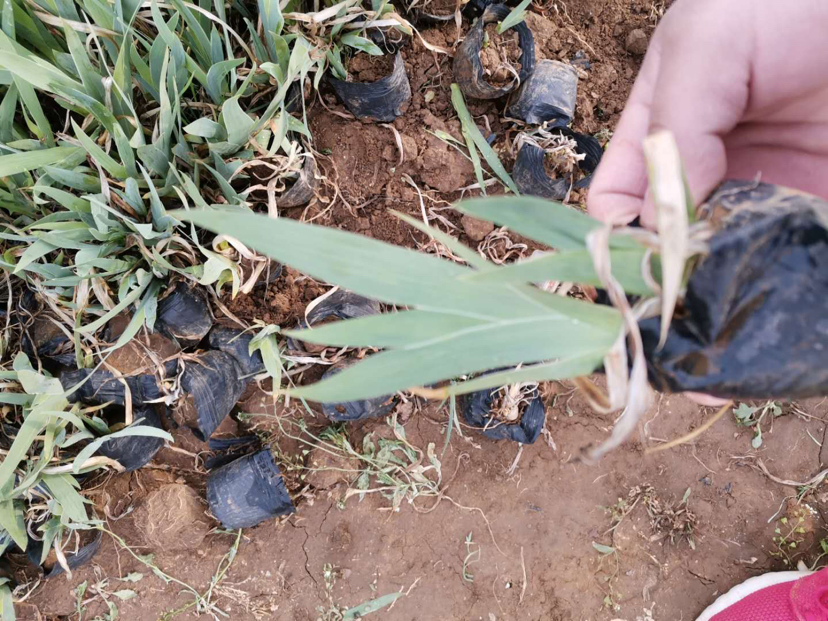 雏菊与洋甘菊对比图
