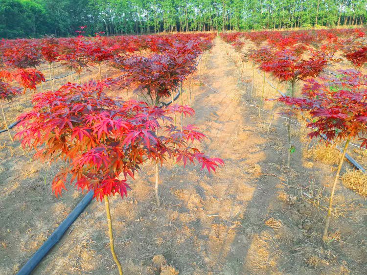 不同生长阶段的红枫苗对比展示区