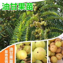 甜种余甘苗，脆甜无渣，水晶品种