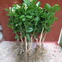 （空运包邮）重瓣白茉莉花苗广西横县基地直发保质保量