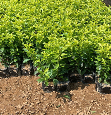 苗木基地直销黄金叶