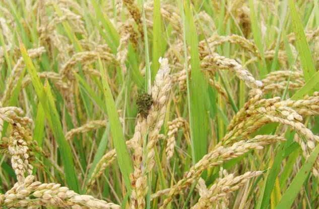 稻田生态与除草剂安全使用