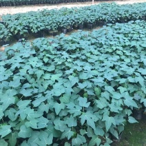 木瓜树苗大青大白组培苗水果木瓜无菌催芽