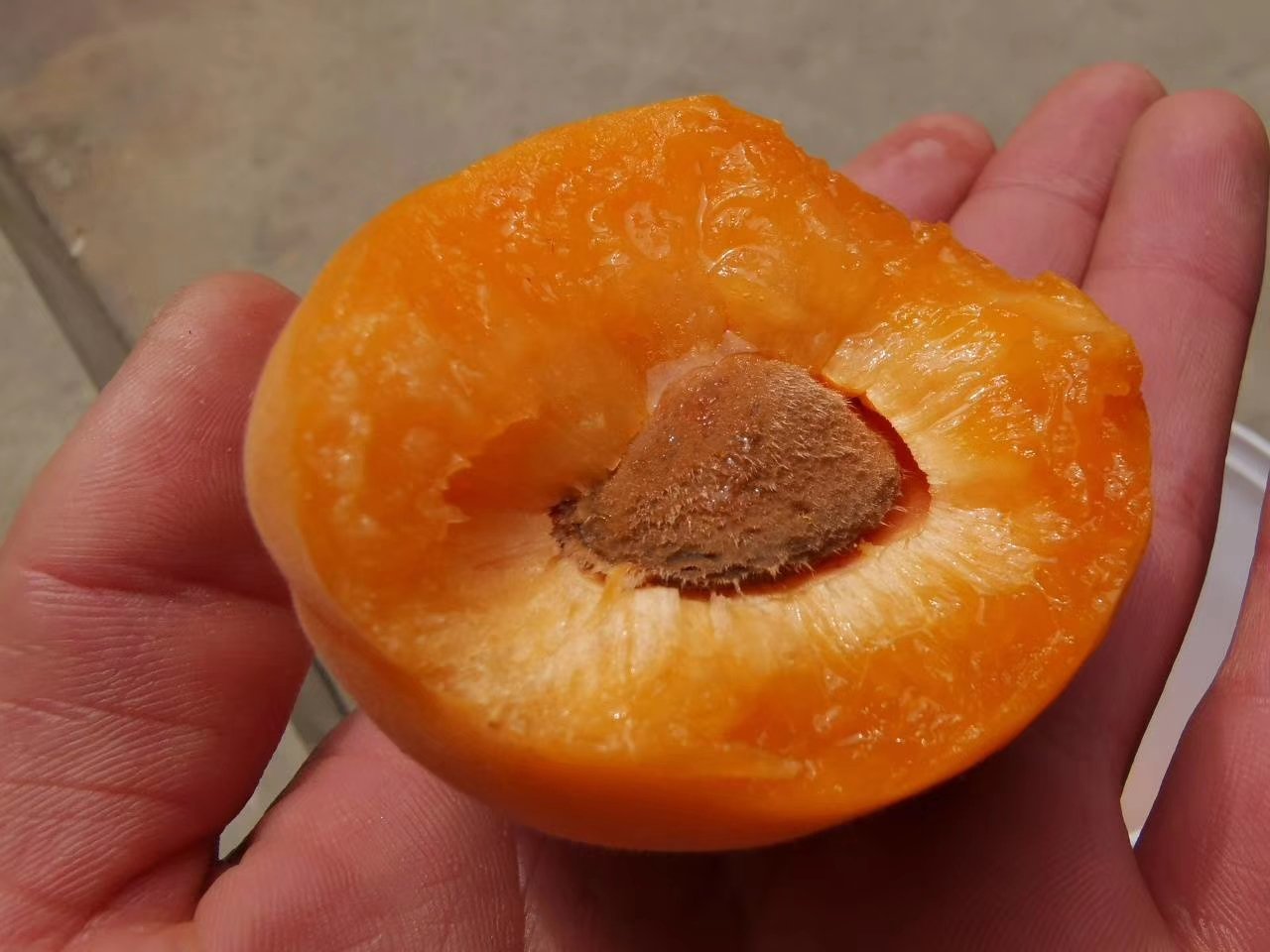 金太阳杏切开剖面展示