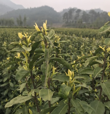 黄茶茶树,可以绿化可以采摘