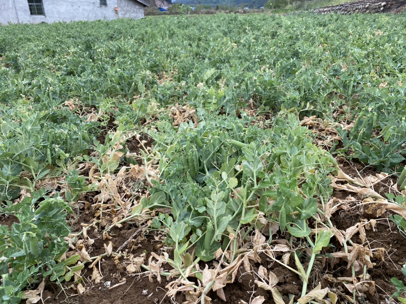 北方春季豌豆种植现场,农民正在进行条播作业,土地平整,机械划出行距清晰,背景可见丘陵地貌,气候干燥 春季豌豆田间管理实景图