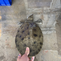 生态冷水黑花甲鱼鳖白底板黑底板大批发