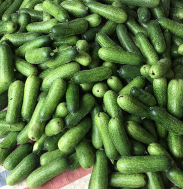 毛节瓜准备大量上市量大从优