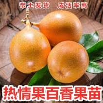 哥伦比亚热情果苗甜蜜蜜百香果苗热情百香果营养杯苗当年结果