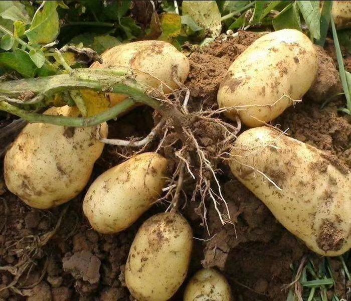 大豆田间钾肥施用现场图