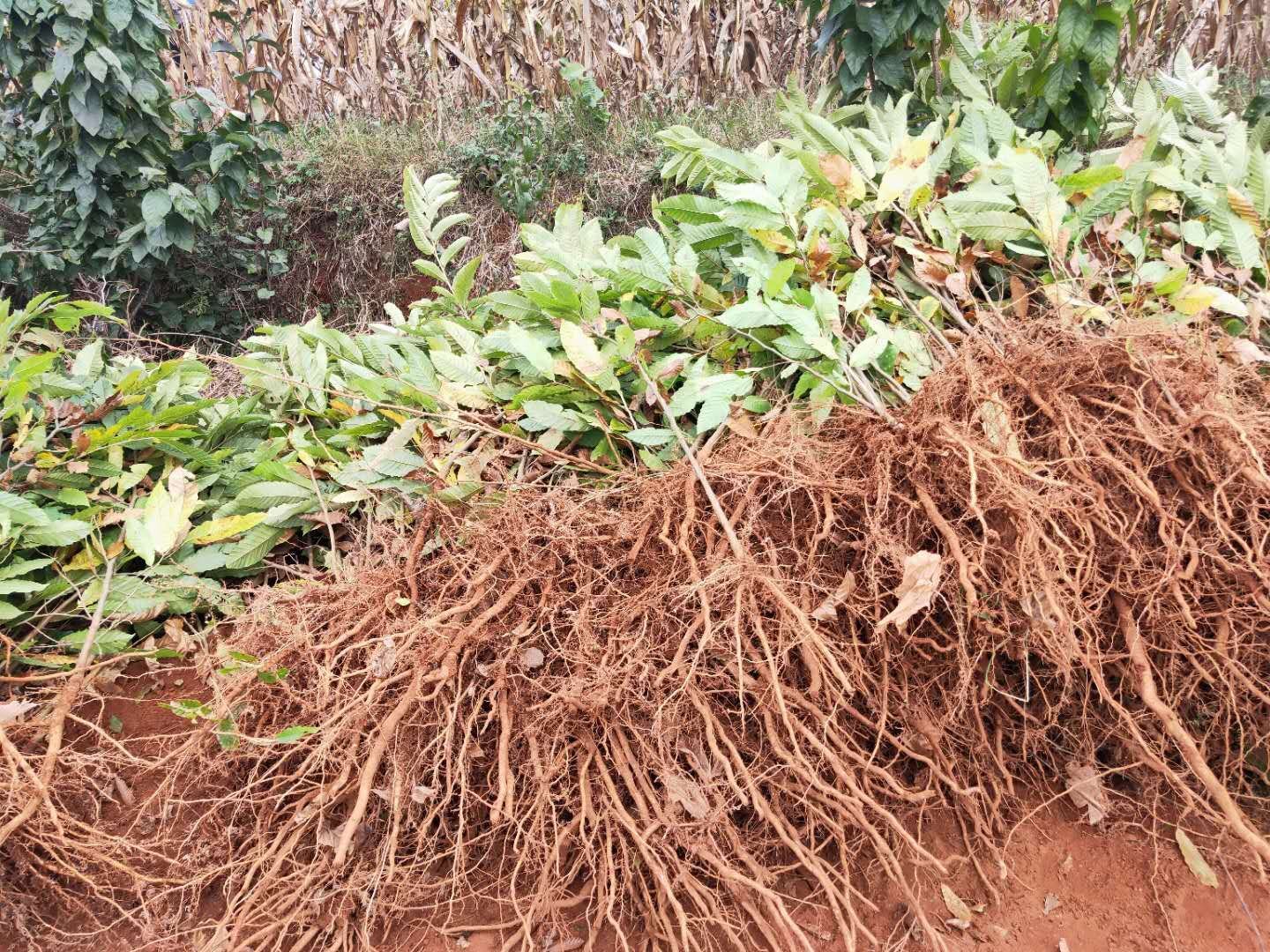 栗子幼苗在苗床中生长,土壤湿润,阳光充足 栗子幼苗生长过程