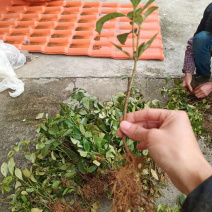 八角实生山地树苗大量现货